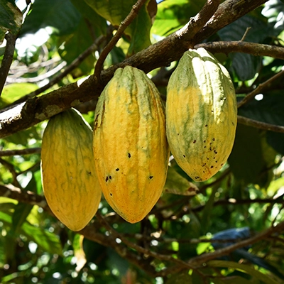 Where is cocoa grown?